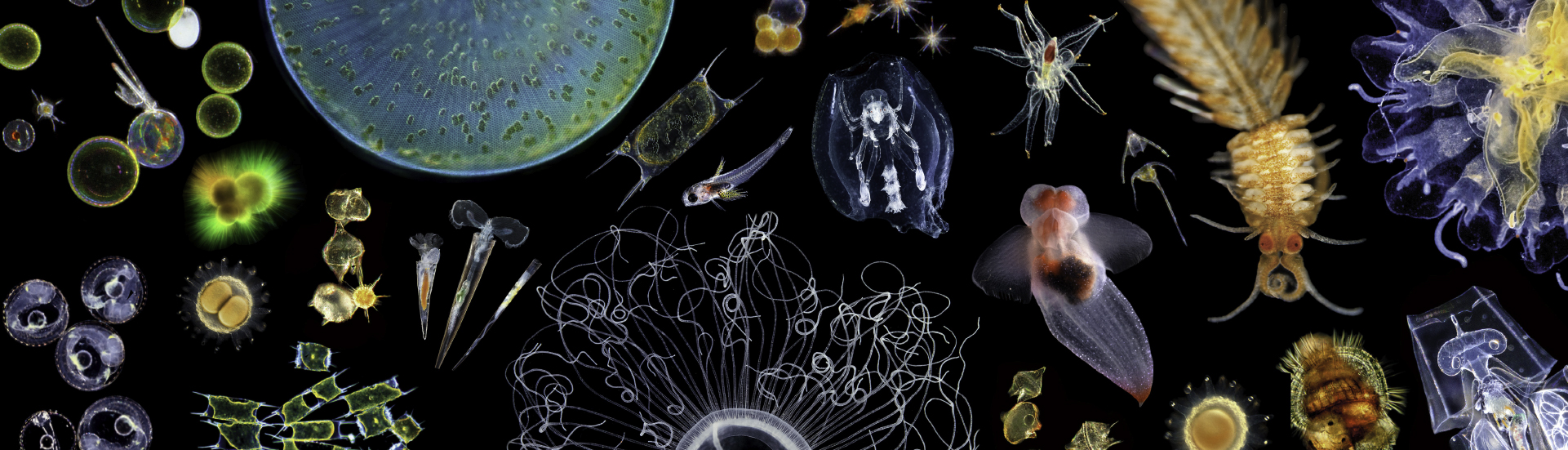 An Ocean of Plankton