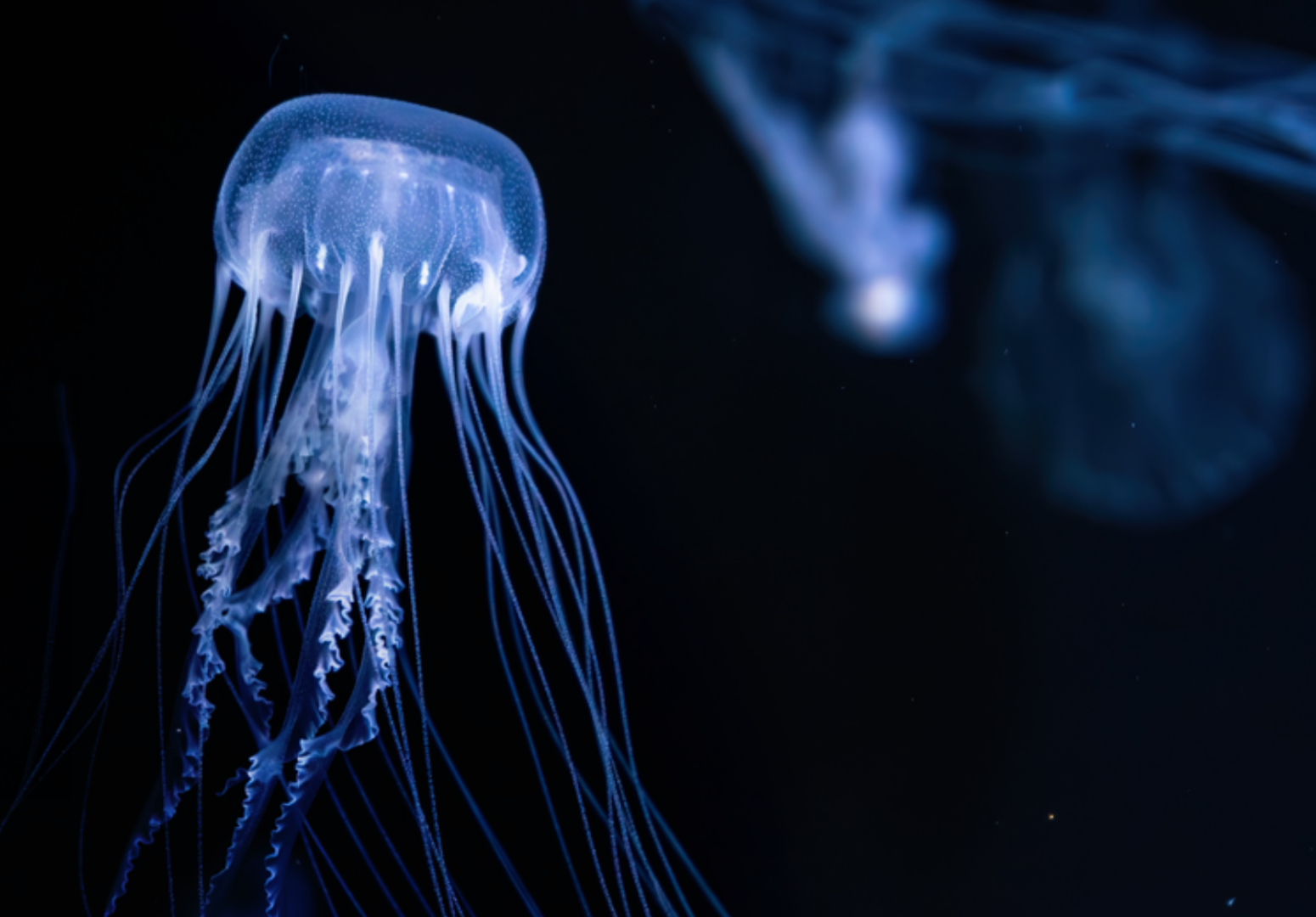 Symposium - Marine AI and Robotics for Innovation and Sustainability: Advancing Intelligence to Preserve Marine Biodiversity (MARIS-AI)