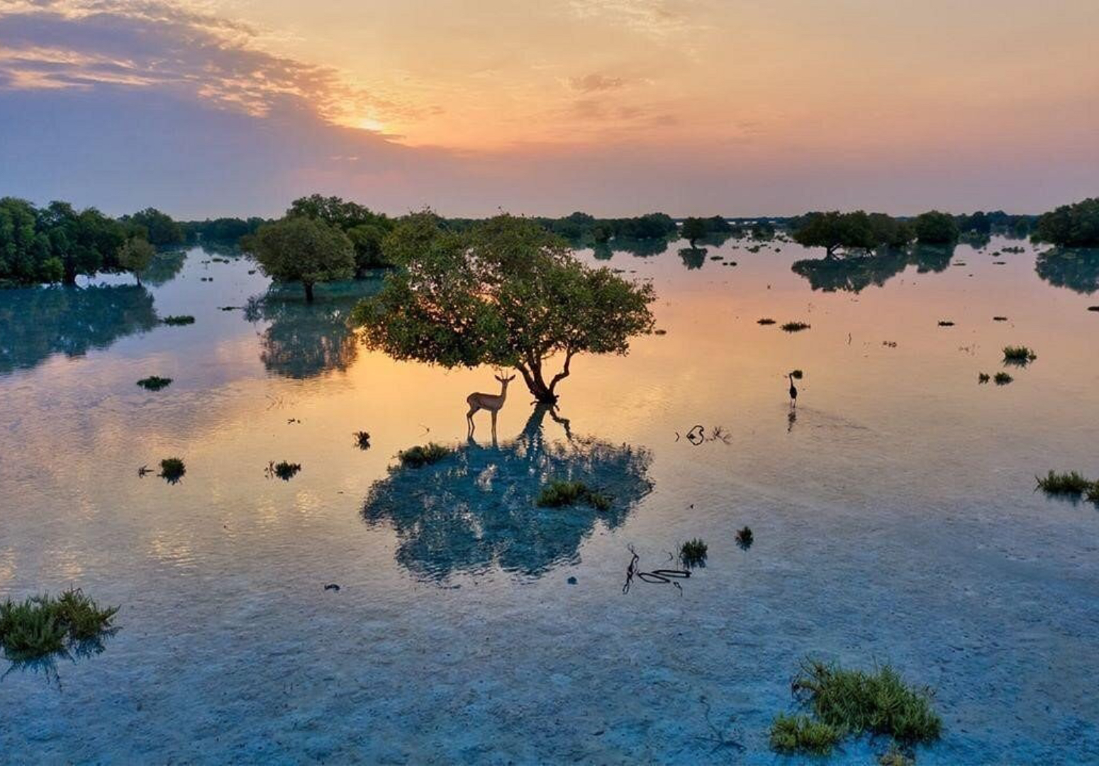 Organic Matter Fate and Trophic Functioning of Arid Mangroves in Abu Dhabi (UAE)